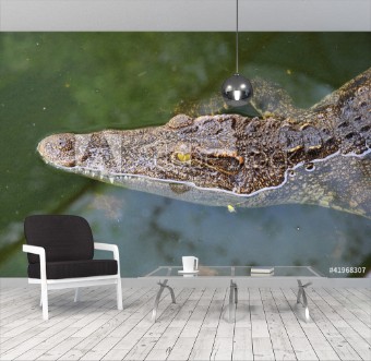 Picture of Close up crocodile while in the pool